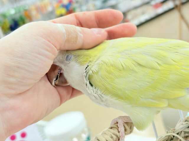 オキナインコ