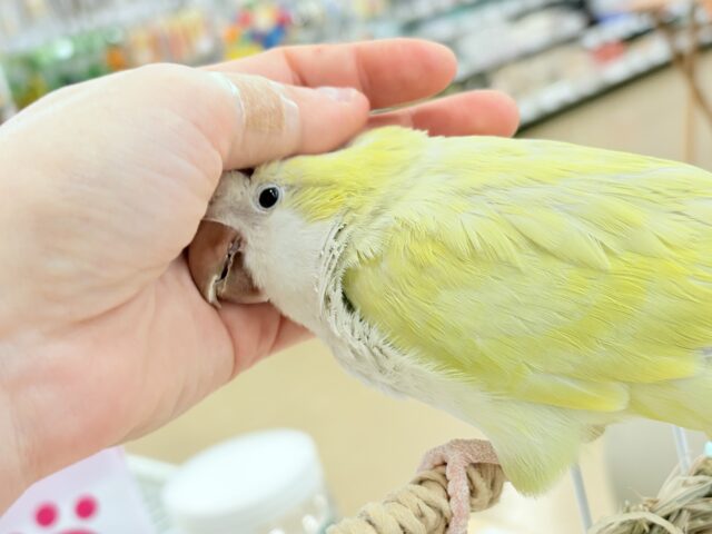 オキナインコ