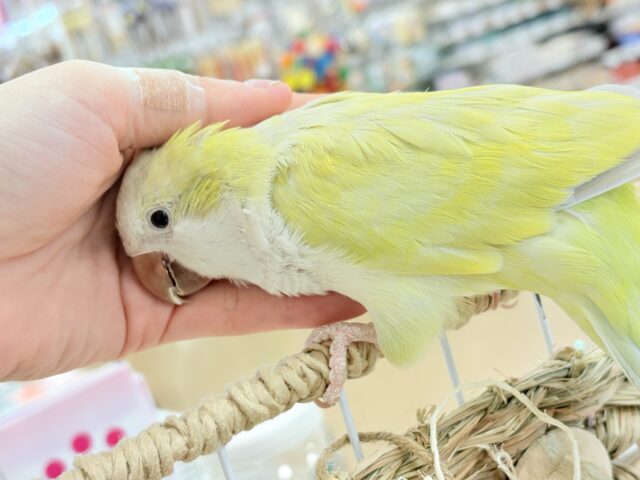 オキナインコ