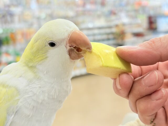 オキナインコ