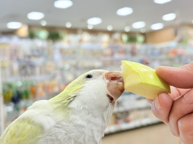 オキナインコ