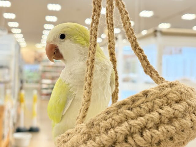 オキナインコ