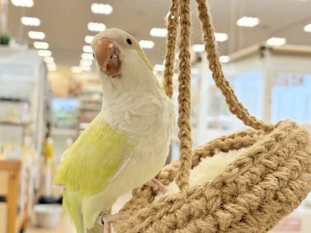 オキナインコ