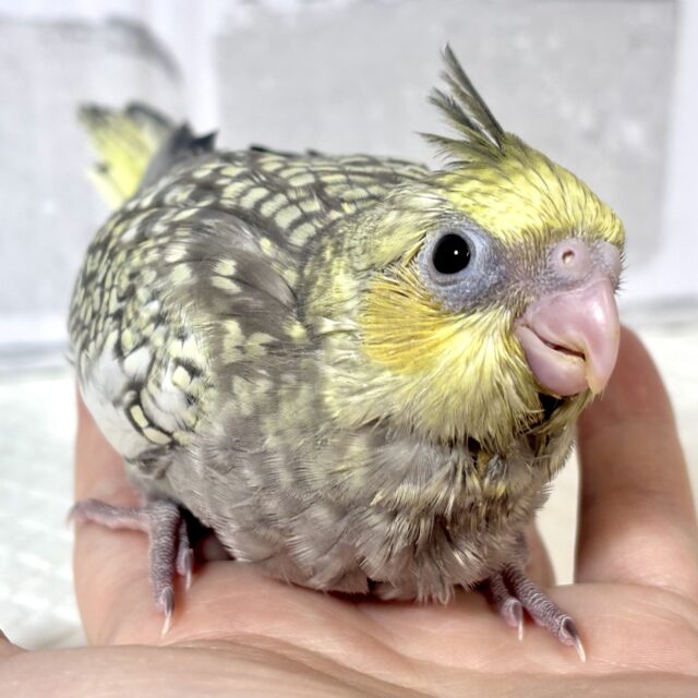 オカメインコ