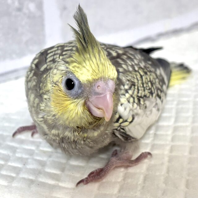 オカメインコ