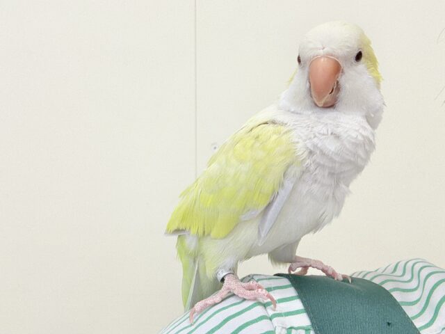 オキナインコ