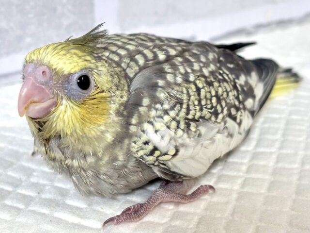 オカメインコ