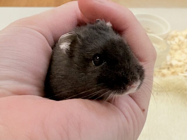 ジャンガリアン