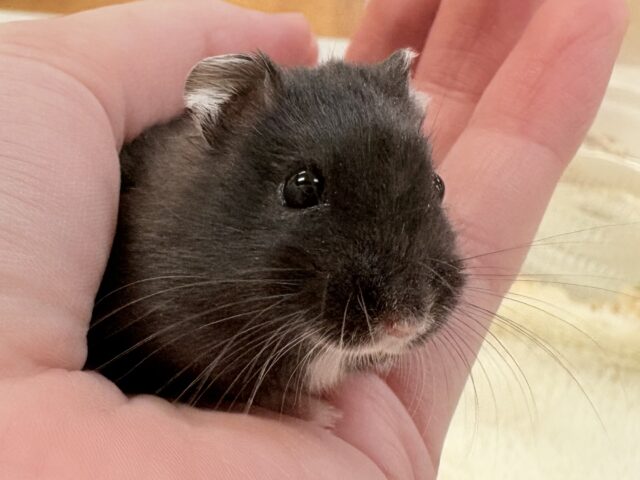 ジャンガリアン