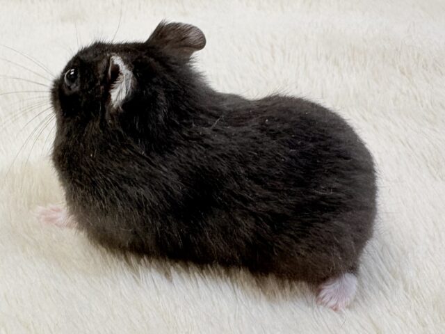 ジャンガリアン