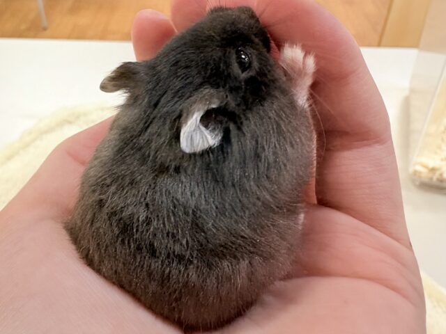 ジャンガリアン