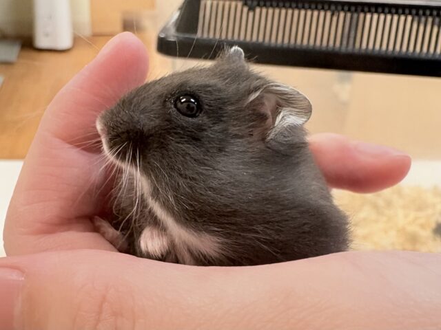 ジャンガリアン