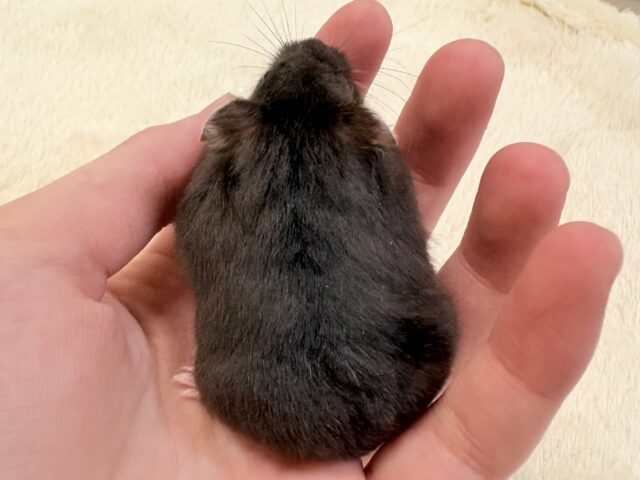 ジャンガリアン