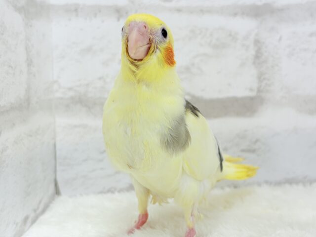 オカメインコ