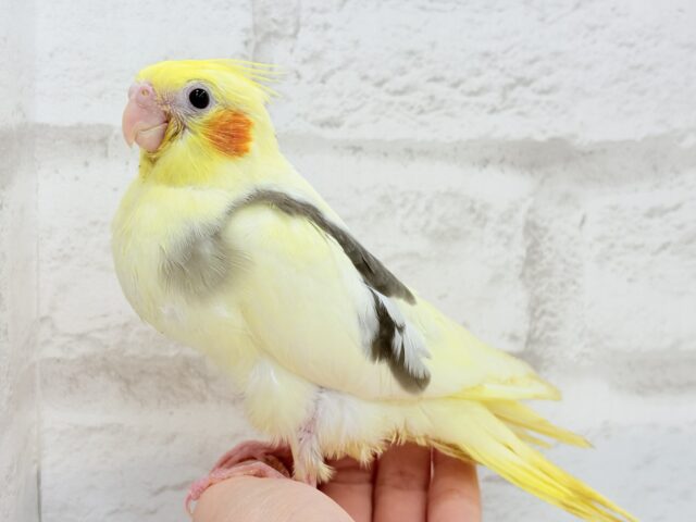 オカメインコ