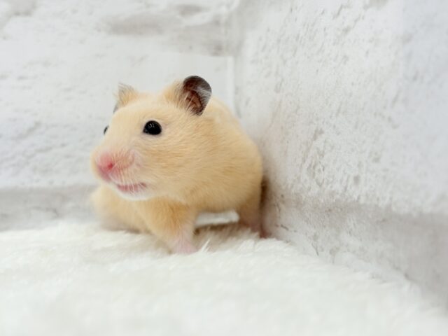ゴールデンハムスター