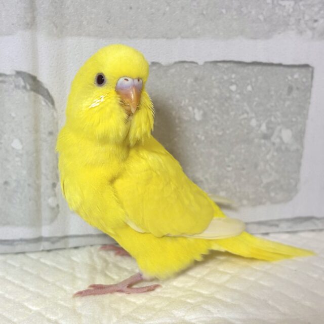 セキセイインコ ルチノー 🌼🐤 セキセイインコ