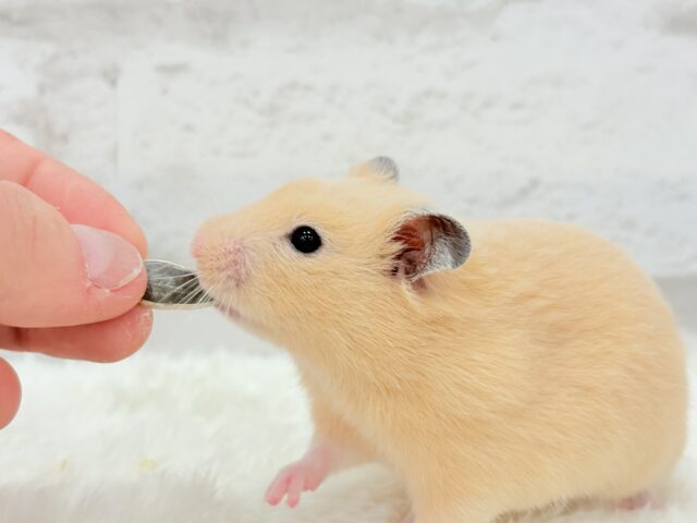 ゴールデンハムスター