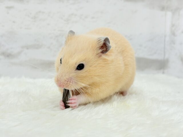 ゴールデンハムスター