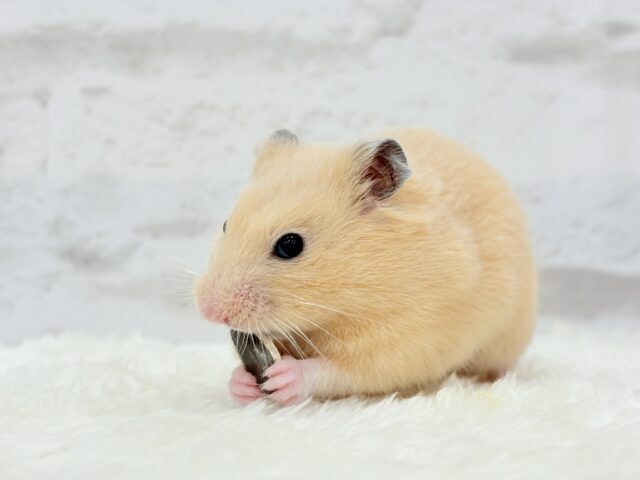 ゴールデンハムスター