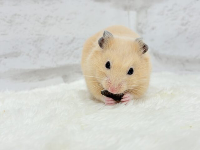 ゴールデンハムスター