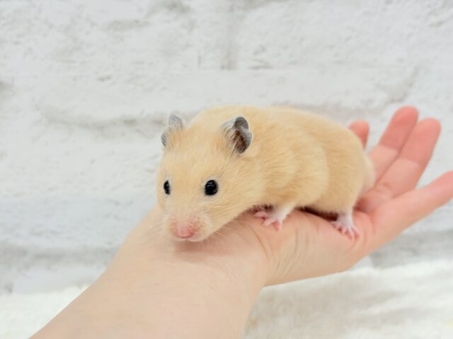 ゴールデンハムスター