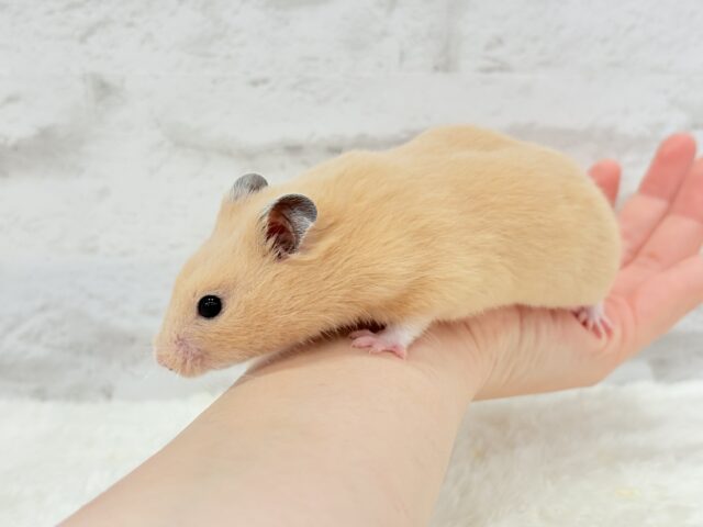 ゴールデンハムスター