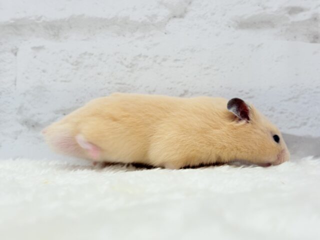 ゴールデンハムスター