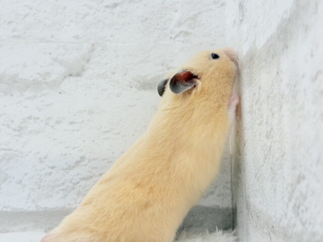 ゴールデンハムスター