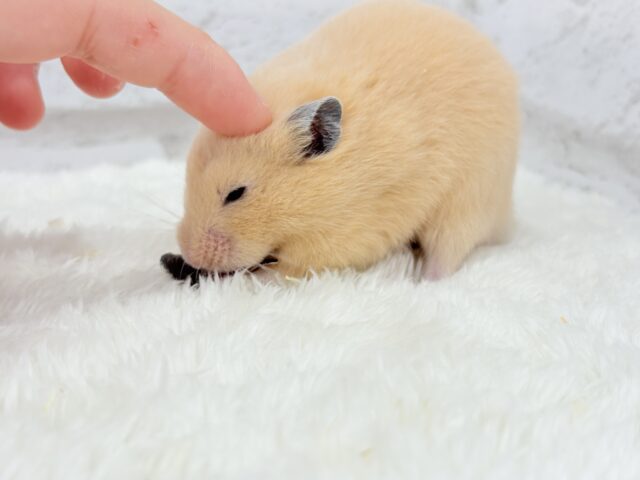 ゴールデンハムスター