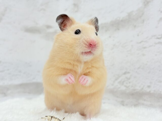 ゴールデンハムスター