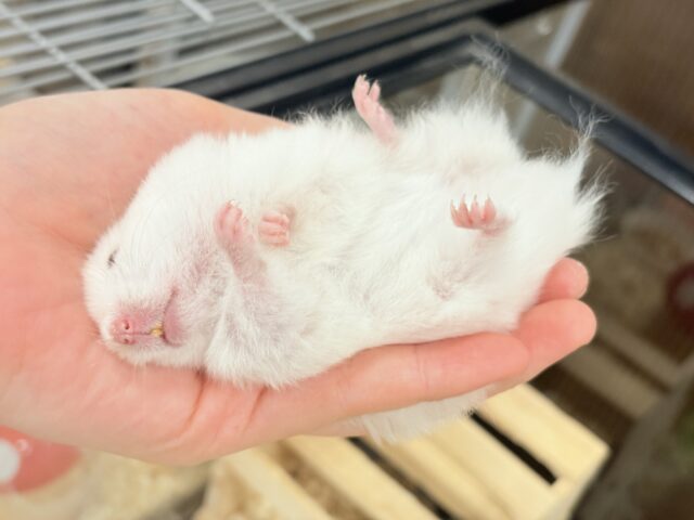 ゴールデンハムスター