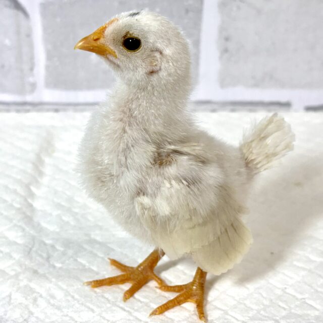 ■■■ チャボ、ニワトリの仲間 ■■■