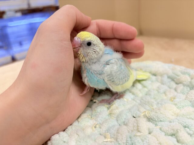 セキセイインコ