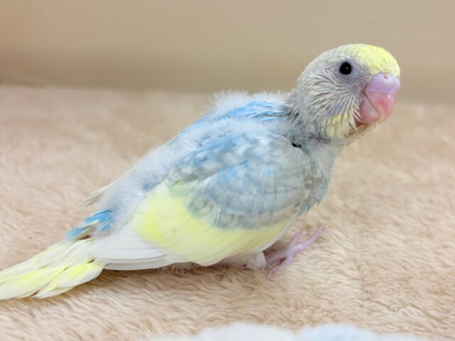 セキセイインコ