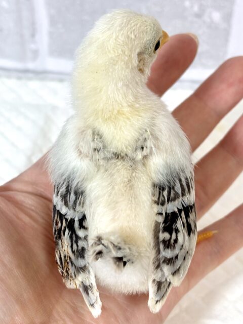 チャボちゃんず入舎中!!!🐥🐥🐥🐥🐥🐥 ■■■ チャボ、ニワトリの仲間 ■■■
