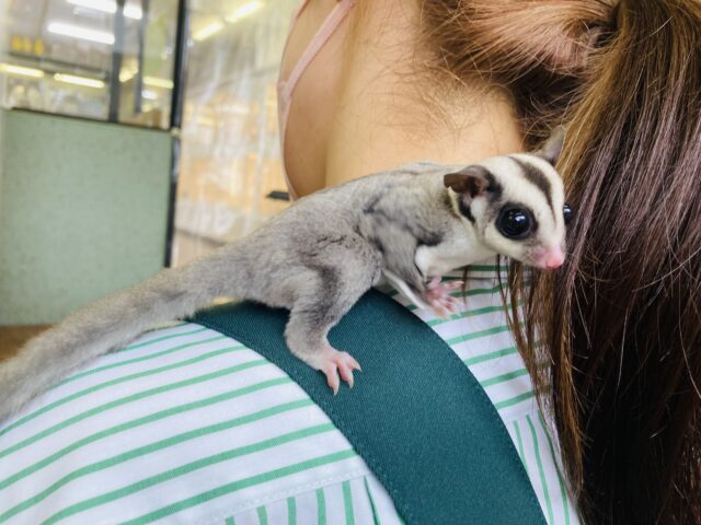 フクロモモンガ