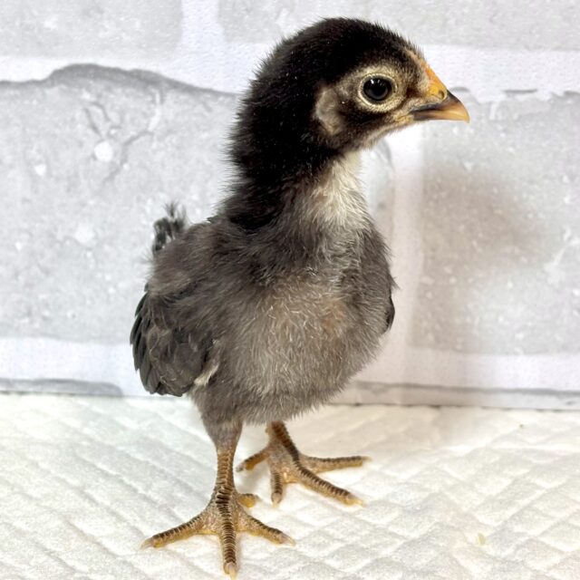 ■■■ チャボ、ニワトリの仲間 ■■■