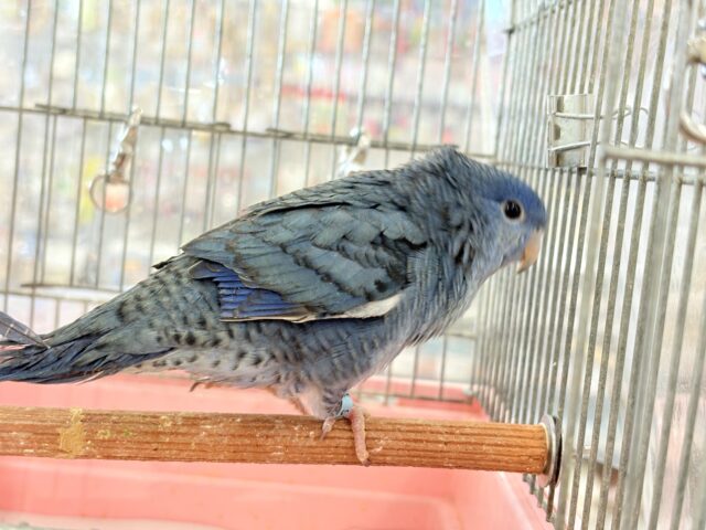 サザナミインコ