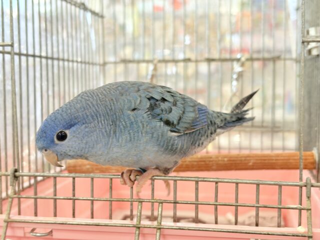 サザナミインコ