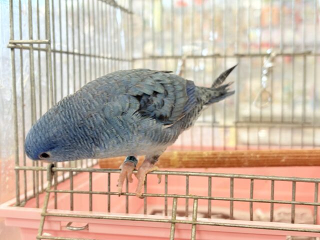 サザナミインコ