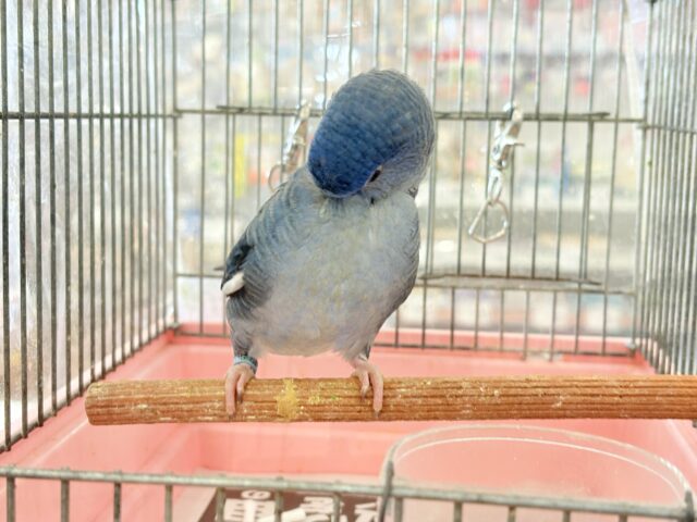 サザナミインコ