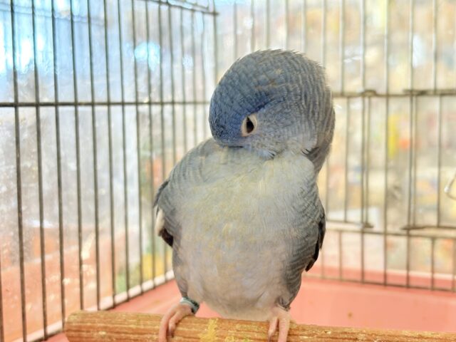 サザナミインコ