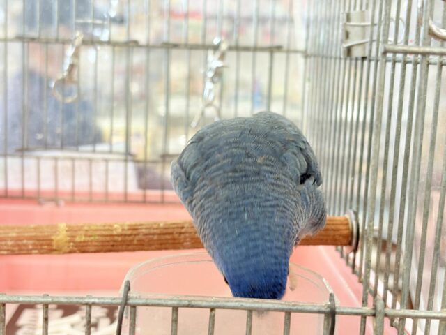 サザナミインコ