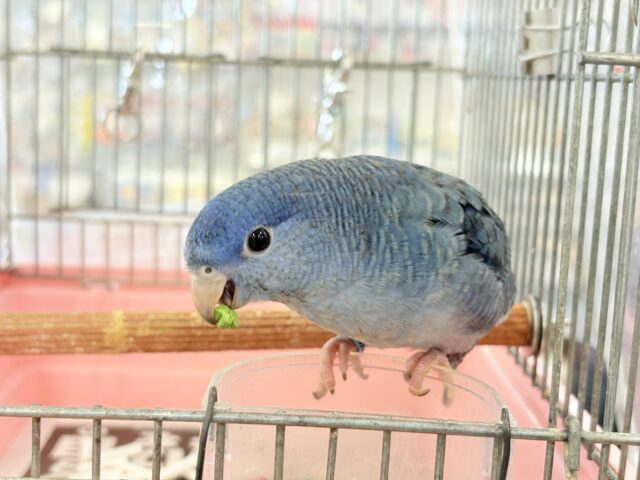 サザナミインコ