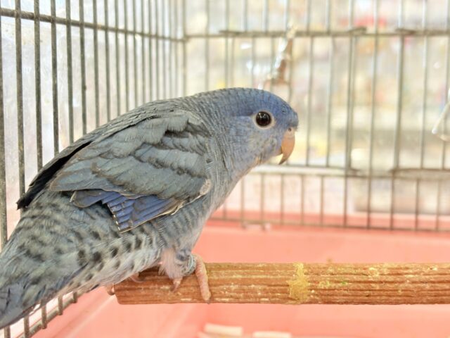 サザナミインコ