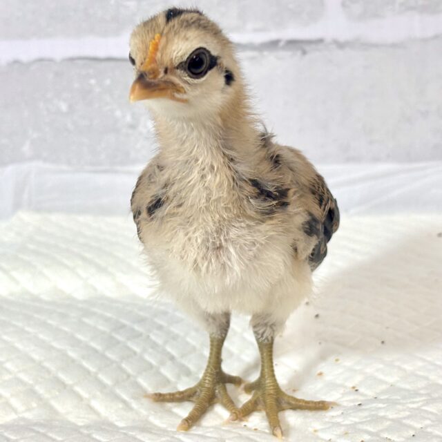 尾曳赤笹チャボ