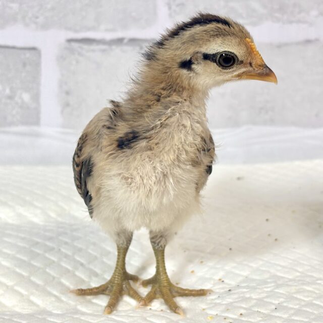 尾曳赤笹チャボ