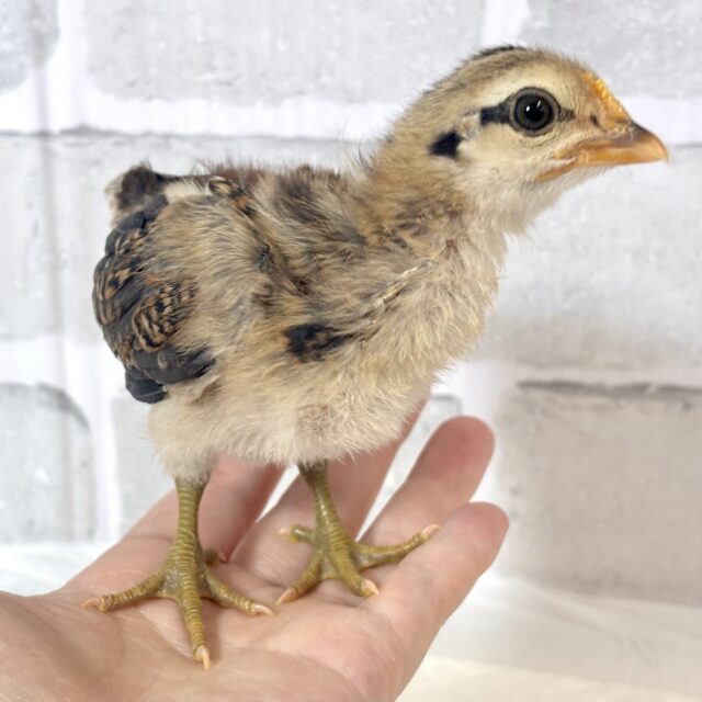 尾曳赤笹チャボちゃんず3羽来てくれました〜✨️❤️🎋 尾曳赤笹チャボ