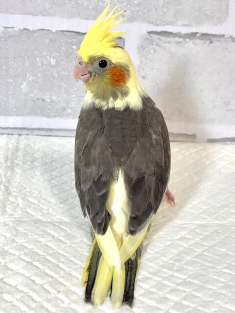 オカメインコ